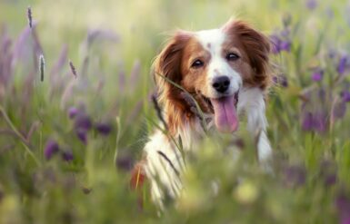 Photo d'un chien dans un pré fleuri