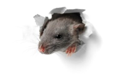Rat papier
